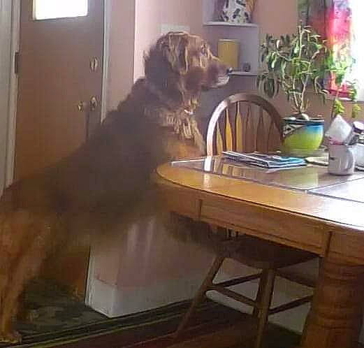 Bravo is registered to the contest to win money with this photo: canidae, carnivore, companion_dog, desk, dog, dog_breed, flooring, flowerpot, hardwood, houseplant, liver, plant, sporting_group, table, tableware, tail, window, wood, working_animal, writing_desk