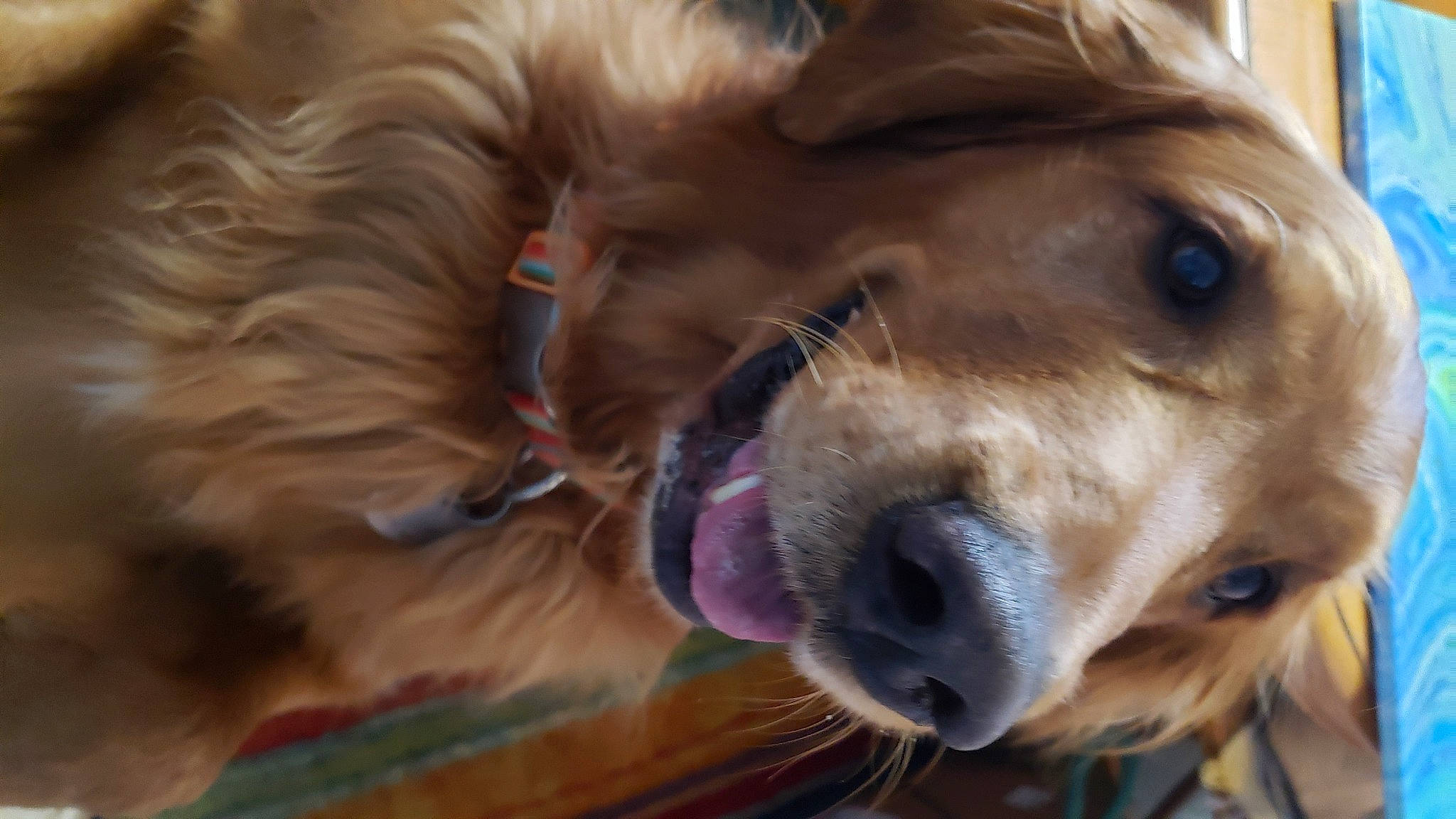 Bravo is registered to the contest to win money with this photo: canidae, carnivore, collar, companion_dog, dog, dog_breed, dog_collar, dog_supply, ear, fawn, fur, gun_dog, liver, paw, pet_supply, selfie, snout, sporting_group, whiskers, working_animal