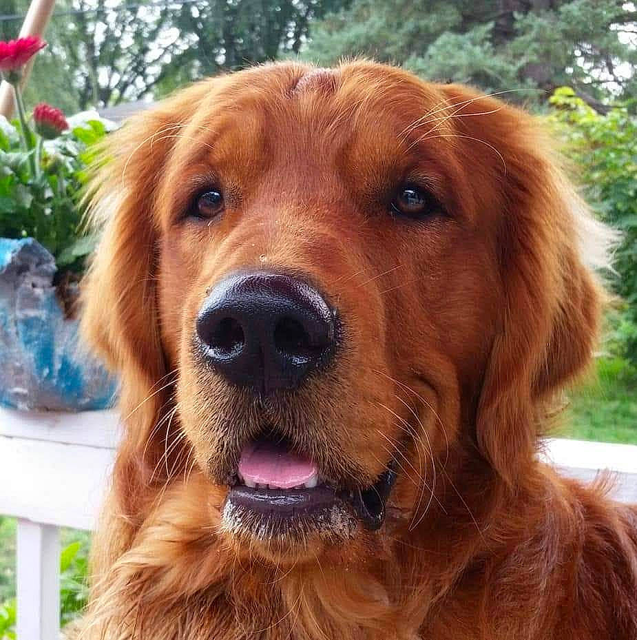 Bravo is registered to the contest to win money with this photo: canidae, carnivore, companion_dog, dog, dog_breed, fawn, flowerpot, fur, grass, gun_dog, houseplant, liver, plant, snout, sporting_group, whiskers, working_dog