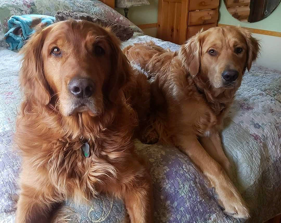 Bravo joined the competition — help win amazing prizes! brown, canidae, carnivore, companion_dog, dog, dog_breed, fawn, fur, gun_dog, hardwood, liver, sporting_group, tire, wood, working_animal