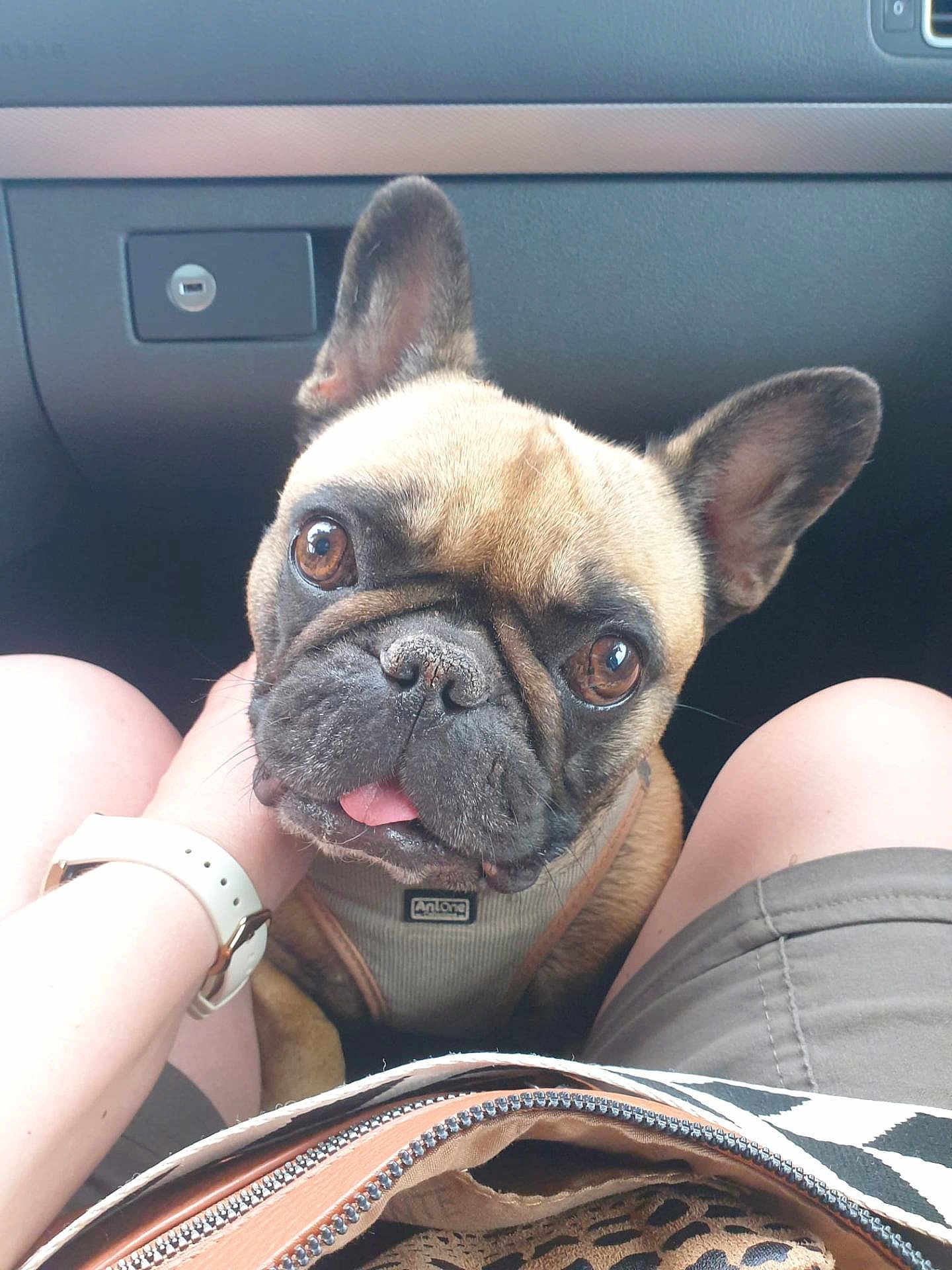 Roxy a rejoint le concours — aidez-le/la à gagner de superbes lots ! dog, french_bulldog, pet, animal, car_interior, person, hand, legs, harness, closeup, cute, tongue_out, brown_fur, seated, companion, domestic_animal, looking_up, front_seat, casual_clothing, watch