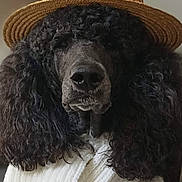 Rusty a rejoint le concours — aidez-le/la à gagner de superbes lots ! accessory, animal, black_fur, close_up, cozy, curly_fur, cute, dog, domestic_animal, fashion, fluffy, hat, indoors, mammal, pet, poodle, portrait, scarf, straw_hat, white_scarf