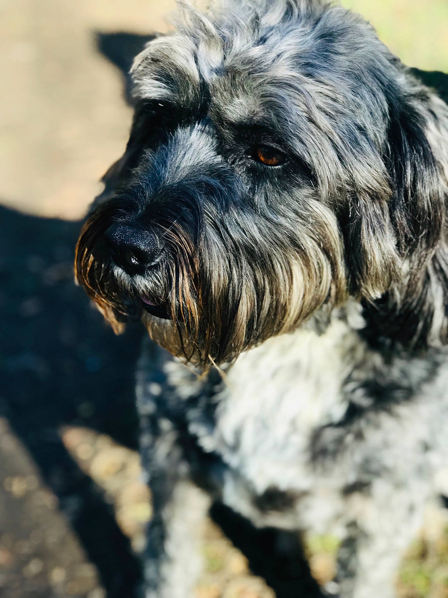 Oscar joined the competition — help win amazing prizes! canidae, carnivore, companion_dog, dog, dog_breed, fur, liver, plant, schnauzer, small_terrier, snout, sporting_group, standard_schnauzer, terrestrial_animal, terrier, toy_dog, water_dog