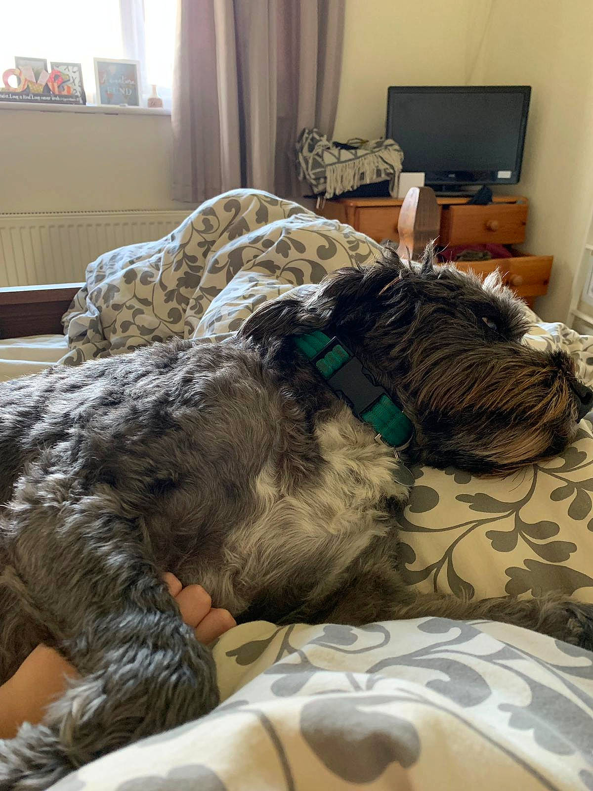 Oscar joined the competition — help win amazing prizes! bed, bed_sheet, bedding, bedroom, carnivore, chair, comfort, companion_dog, curtain, dog, dog_breed, felidae, flooring, furniture, grey, linens, military_camouflage, picture_frame, room, textile