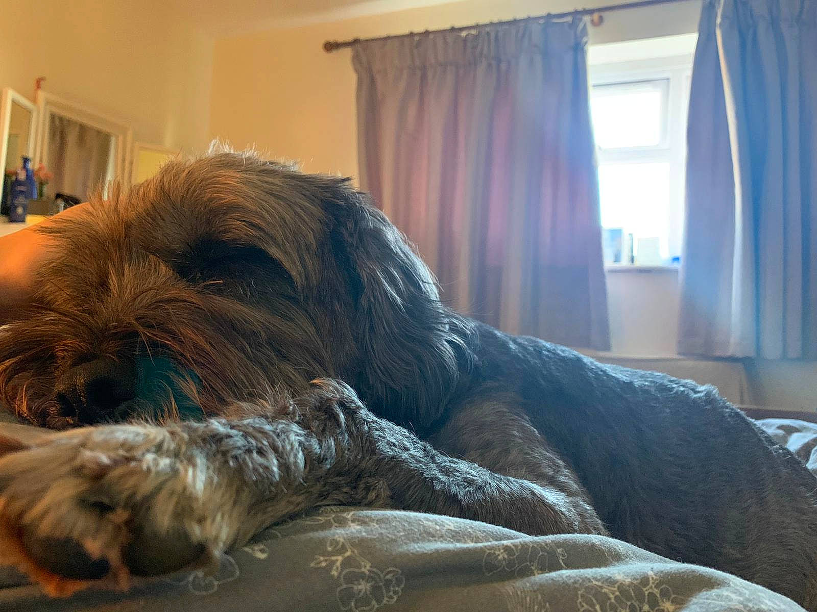 Oscar is registered to the contest to win money with this photo: carnivore, comfort, companion_dog, curtain, dog, dog_breed, fawn, flooring, fur, hardwood, liver, small_terrier, tail, terrestrial_animal, terrier, toy_dog, window, window_treatment, wood, working_animal