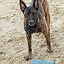 Rebelle participe au concours pour gagner de l'argent avec cette photo : alert, animal, beach, brindle_coat, canine, closeup, daylight, dog, ears, fur, muzzle, nature, outdoor, paws, pet, playful, sand, snout, standing, toy
