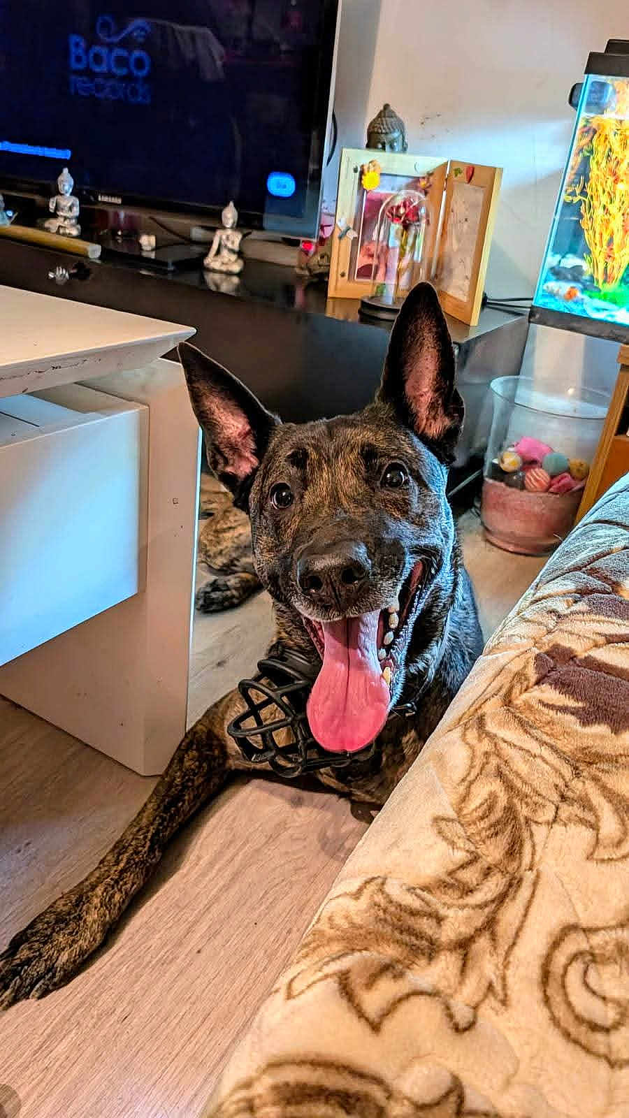 Rebelle participe au concours pour gagner de l'argent avec cette photo : animal, blanket, brindle_coat, couch, dog, fish_tank, floor, happy, home_decor, indoor, large_ears, living_room, panting, pet, resting, smiling, statue, television, tongue_out, wooden_floor