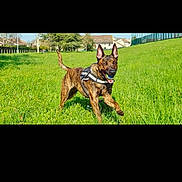 Rebelle a rejoint le concours — aidez-le/la à gagner de superbes lots ! animal, ball, brindle, canine, daylight, dog, ears_up, field, grass, greenery, happy, harness, nature, outdoor, pet, playing, running, suburb, sunny, tongue_out