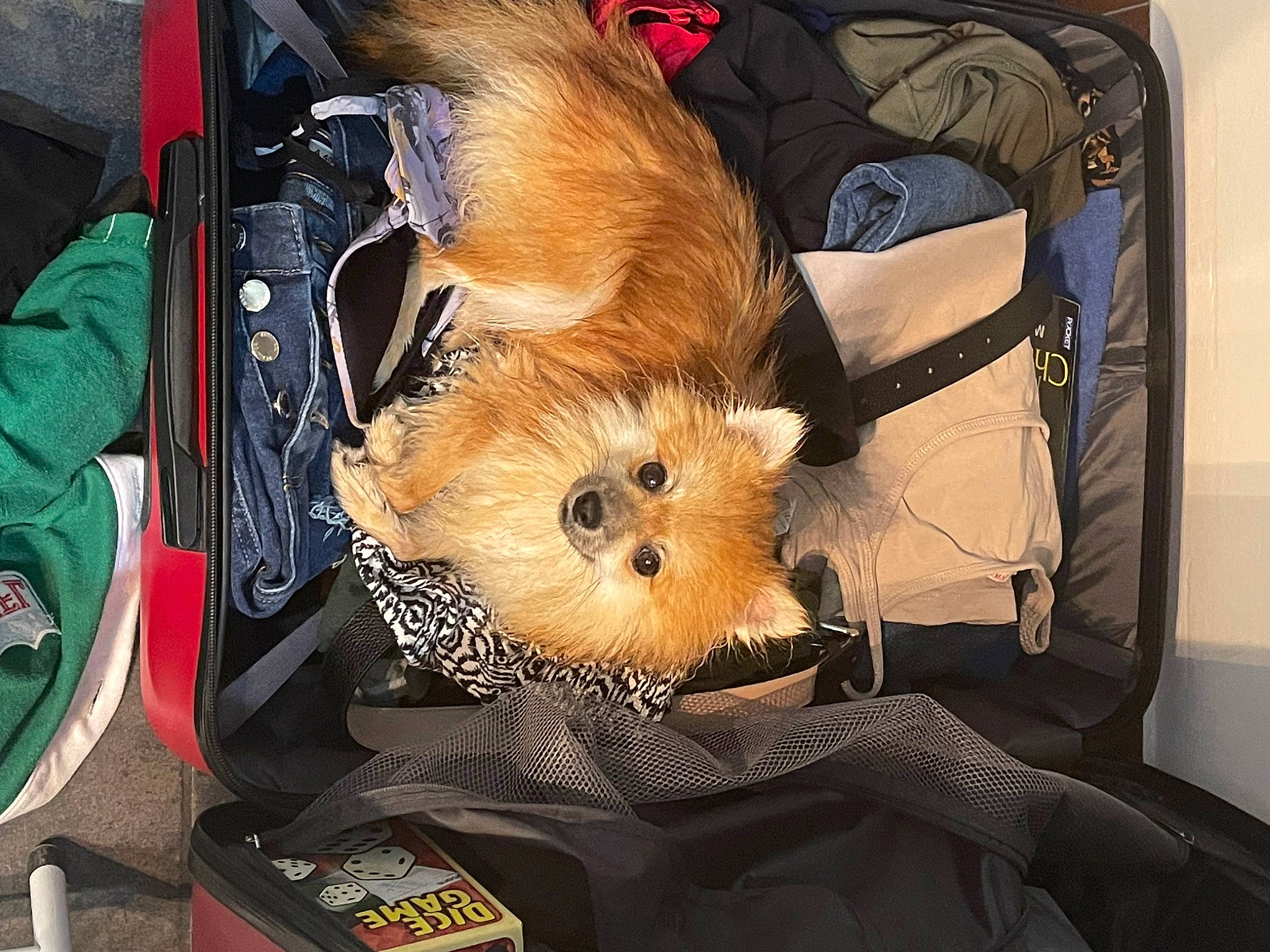 Dixie a rejoint le concours — aidez-le/la à gagner de superbes lots ! auto_part, bag, box, canidae, carnivore, comfort, companion_dog, dog_breed, fawn, felidae, fur, snout, sporting_group, toy, toy_dog, whiskers