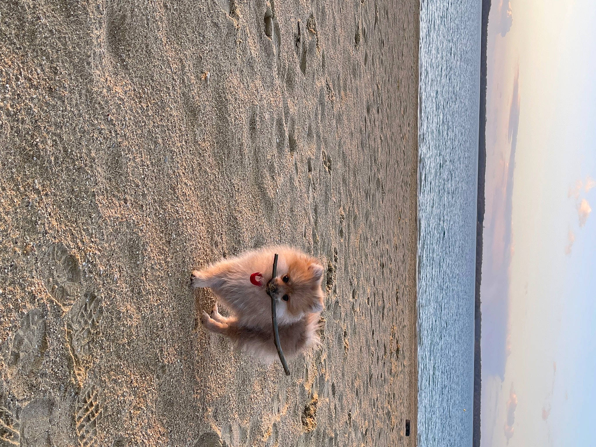 Dixie participe au concours pour gagner de l'argent avec cette photo : asphalt, beach, concrete, fawn, grey, landscape, pest, road_surface, rock, rust, sand, shadow, soil, tail, trunk, wall, water, wildlife, window, wood