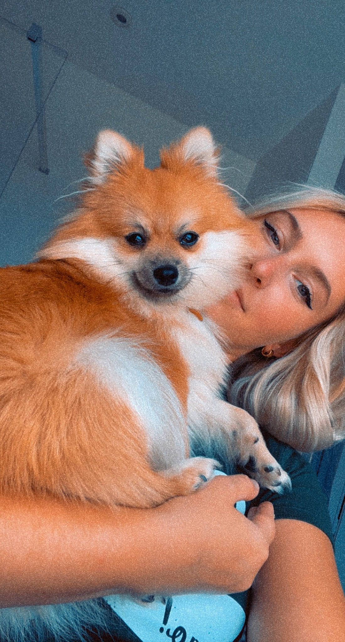 Dixie a rejoint le concours — aidez-le/la à gagner de superbes lots ! canidae, carnivore, companion_dog, corgi_chihuahua, dog, dog_breed, dog_supply, fawn, fedora, fur, german_spitz_mittel, pomeranian, snout, spitz, sun_hat, tail, terrestrial_animal, toy_dog, whiskers, working_animal