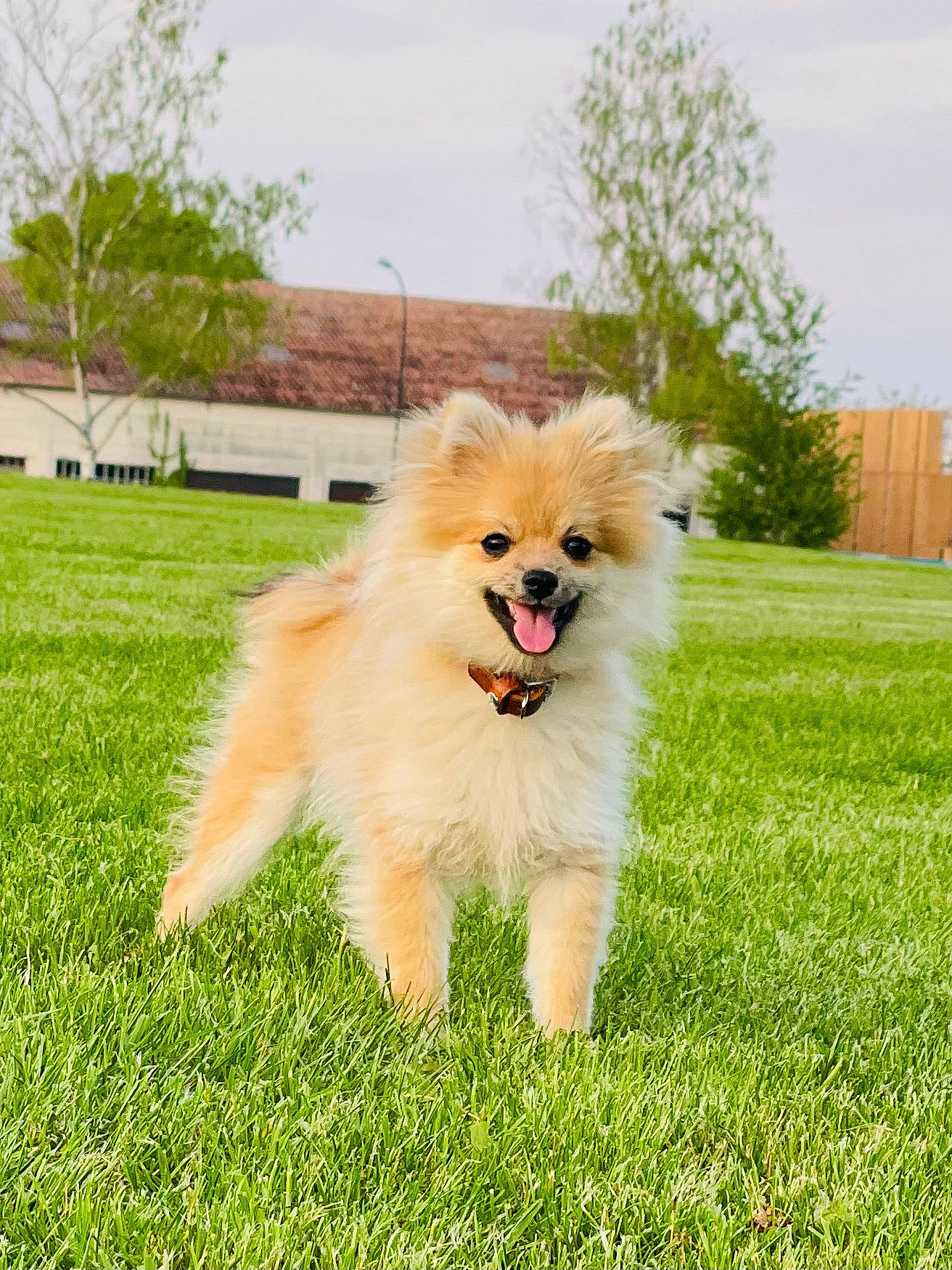 Dixie participe au concours pour gagner de l'argent avec cette photo : canidae, carnivore, cloud, companion_dog, dog, dog_agility, dog_breed, german_spitz, german_spitz_klein, german_spitz_mittel, grass, plant, pomeranian, sky, spitz, sporting_group, tail, toy_dog, tree, volpino_italiano