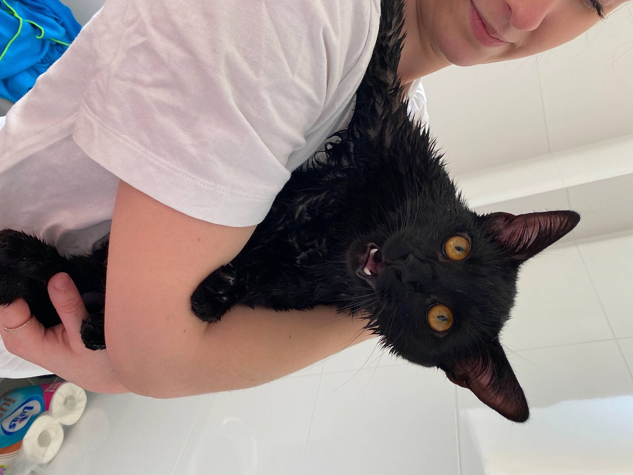 Alvin participe au concours pour gagner de l'argent avec cette photo : bat, black_cat, canidae, carnivore, cat, claw, dog_breed, domestic_short_haired_cat, ear, fashion_accessory, felidae, fur, gesture, human_leg, nail, paw, small_to_medium_sized_cats, snout, tail, whiskers