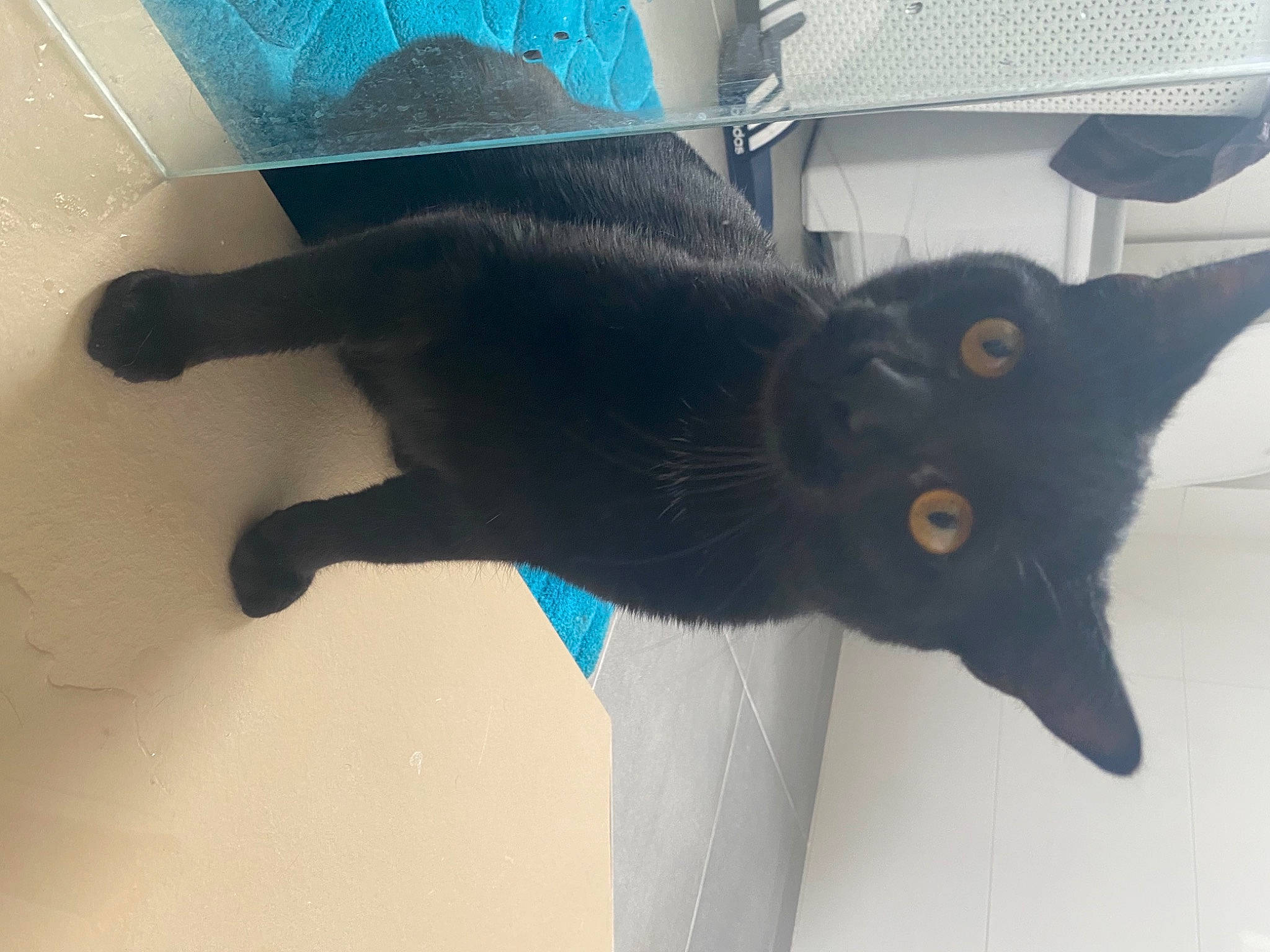 Alvin a rejoint le concours — aidez-le/la à gagner de superbes lots ! black_cat, bombay, carnivore, cat, domestic_short_haired_cat, felidae, flooring, fur, small_to_medium_sized_cats, snout, tail, whiskers