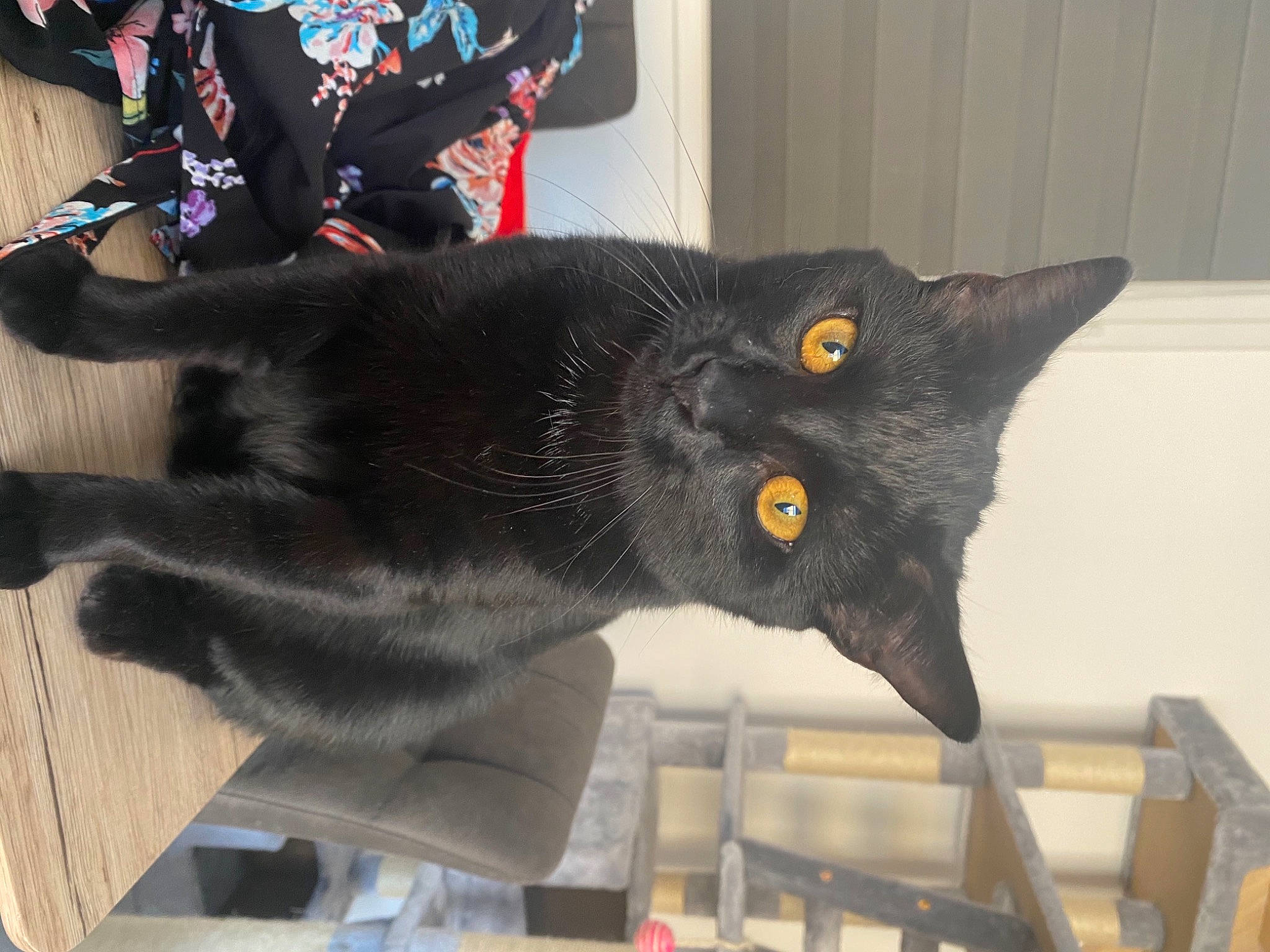 Alvin a rejoint le concours — aidez-le/la à gagner de superbes lots ! black_cat, bombay, carmine, carnivore, cat, claw, domestic_short_haired_cat, fashion_accessory, felidae, fur, grey, havana_brown, metal, small_to_medium_sized_cats, snout, tail, terrestrial_animal, whiskers