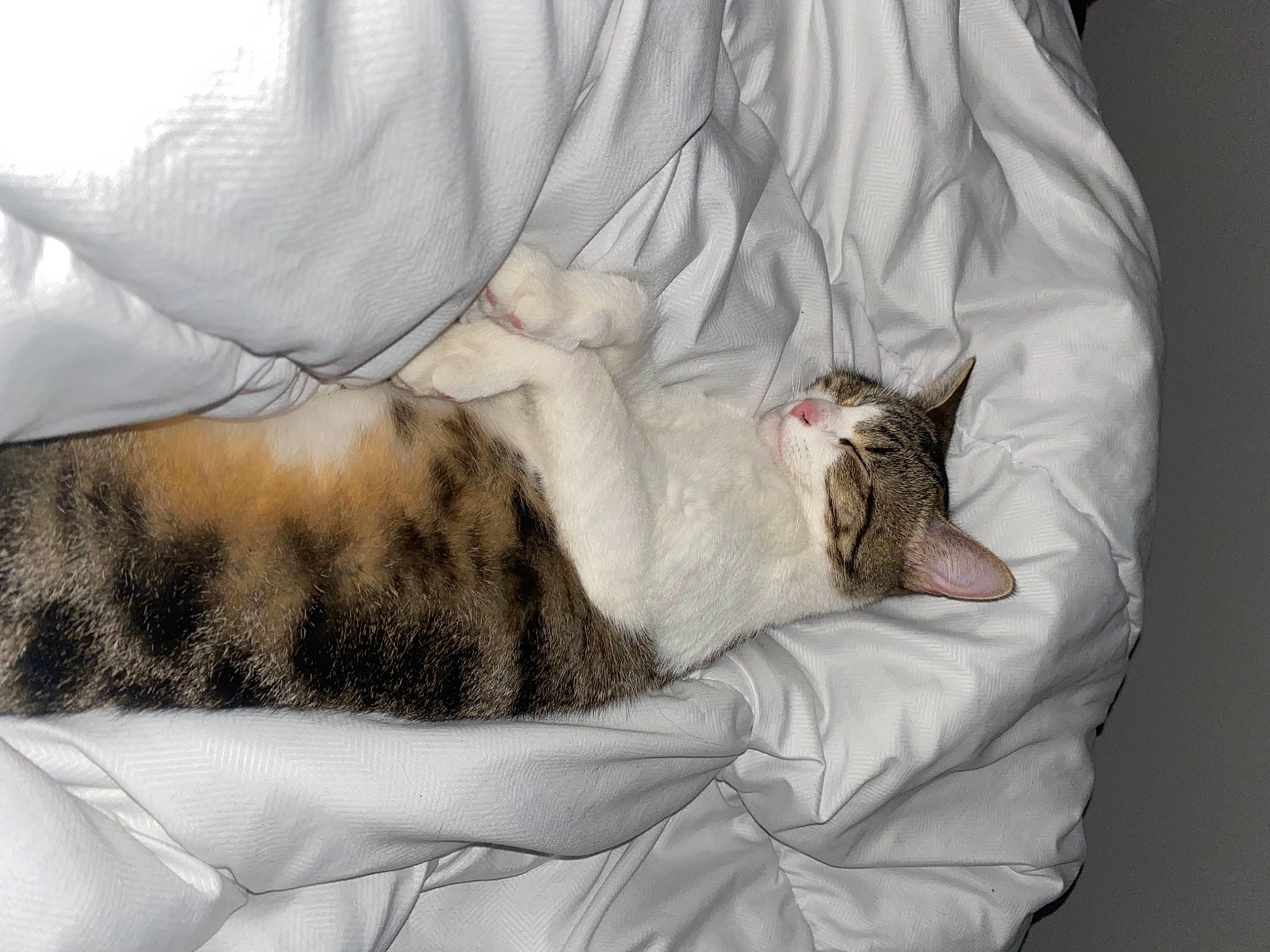 Raya participe au concours pour gagner de l'argent avec cette photo : bed, bedding, bedroom, carnivore, cat, comfort, couch, domestic_short_haired_cat, felidae, fur, grey, linens, mammal, mattress, paw, small_to_medium_sized_cats, tail, textile, vertebrate, whiskers