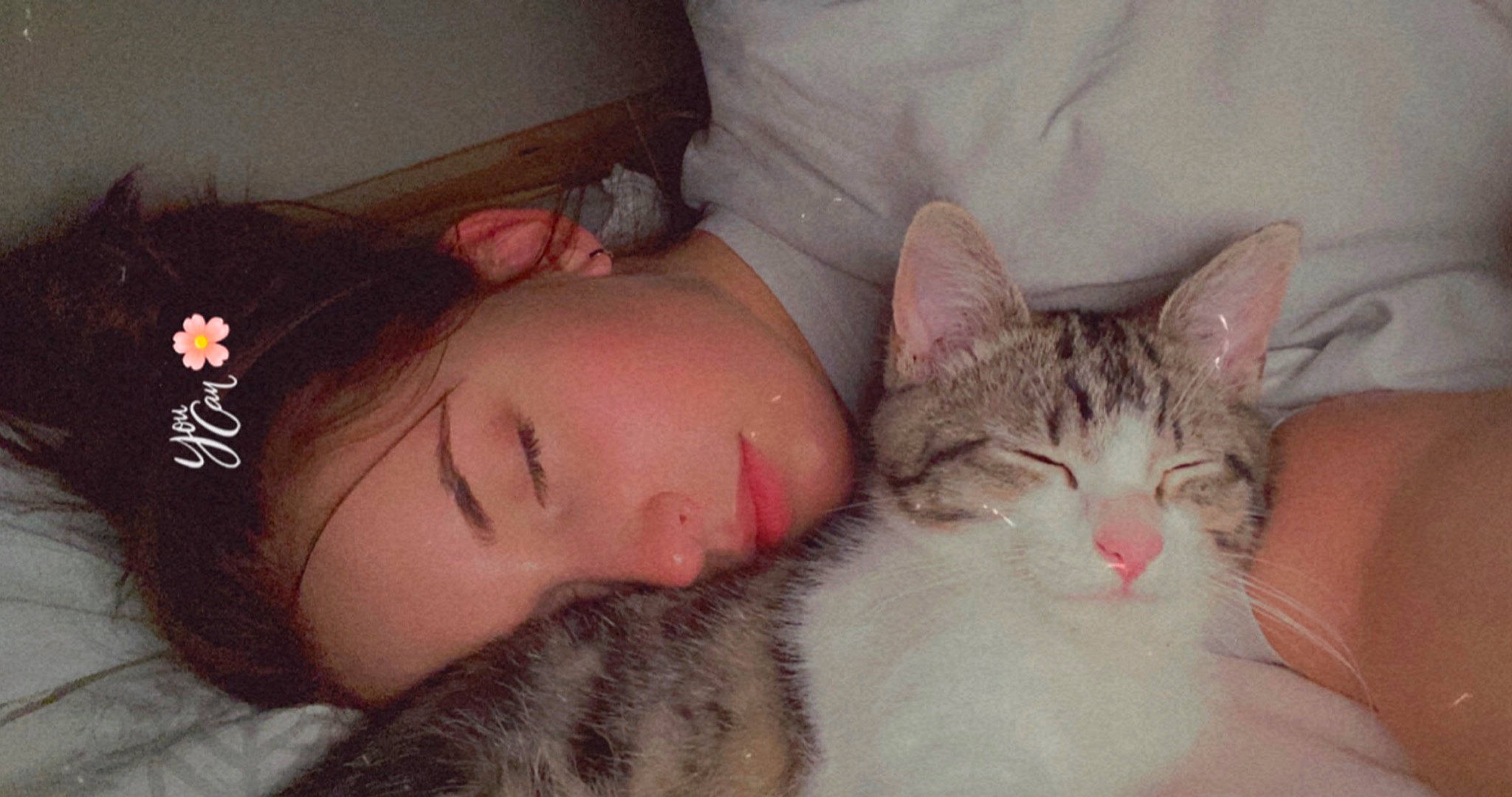 Raya a rejoint le concours — aidez-le/la à gagner de superbes lots ! bed, carnivore, cat, cheek, comfort, domestic_short_haired_cat, ear, eyebrow, eyelash, fawn, felidae, fur, jaw, nap, nose, organ, skin, small_to_medium_sized_cats, snout, whiskers