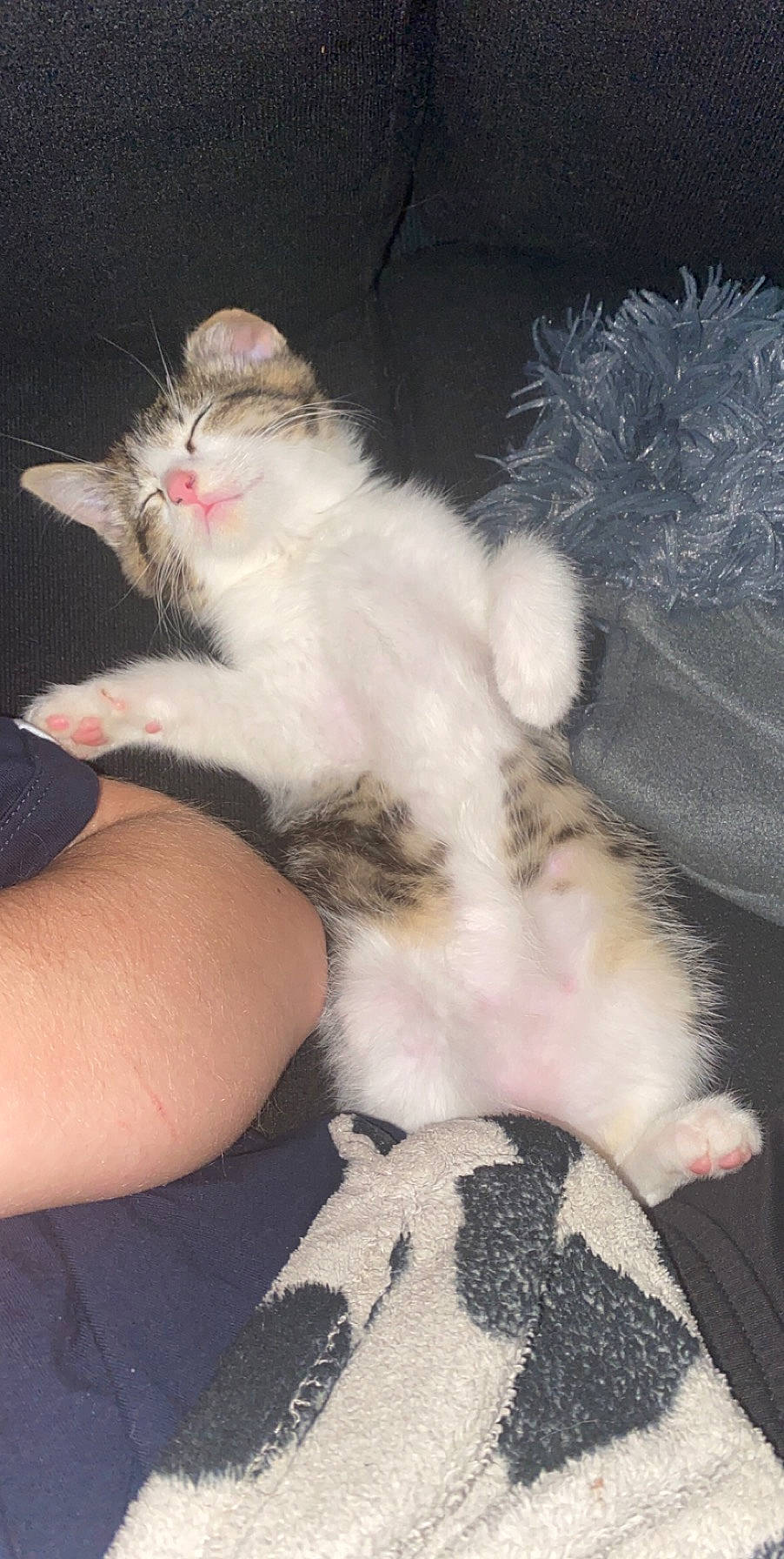 Raya participe au concours pour gagner de l'argent avec cette photo : carnivore, cat, claw, comfort, domestic_short_haired_cat, eye, fawn, felidae, foot, fur, gesture, human_leg, lap, nail, paw, small_to_medium_sized_cats, snout, tail, thigh, whiskers