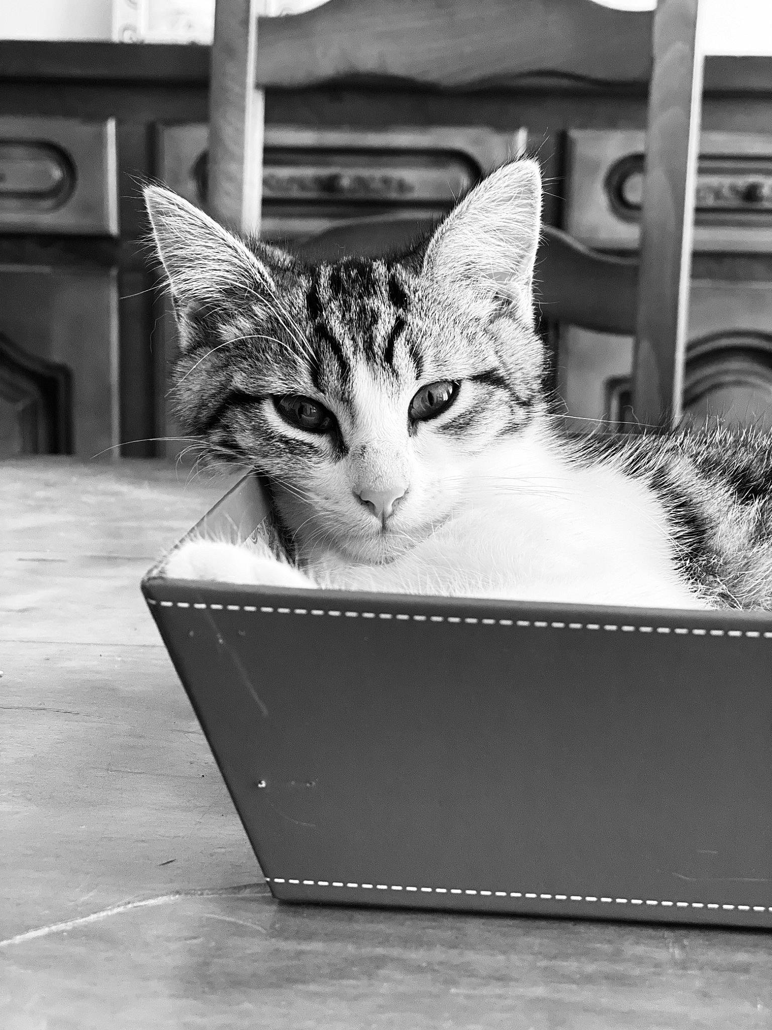 Raya participe au concours pour gagner de l'argent avec cette photo : black_and_white, box, cardboard, carnivore, cat, domestic_short_haired_cat, felidae, fur, monochrome, monochrome_photography, packaging_and_labeling, paper_product, rectangle, shipping_box, small_to_medium_sized_cats, snout, still_life_photography, stock_photography, style, whiskers