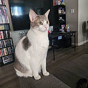 Maxx is registered to the contest to win money with this photo: cat, indoor, living_room, furniture, television, dvd_shelf, curious, gray_and_white, couch, pet, animal, floor, table, water_bottle, electronics, sitting, ears_up, alert, home, domestic