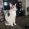 cat, indoor, living_room, furniture, television, dvd_shelf, curious, gray_and_white, couch, pet, animal, floor, table, water_bottle, electronics, sitting, ears_up, alert, home, domestic