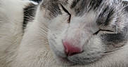 Maxx is registered to the contest to win money with this photo: cat, sleeping, close_up, fur, whiskers, pink_nose, relaxed, pet, animal, cute, domestic_cat, face, cozy, resting, indoor, soft, mammal, feline, calm, peaceful