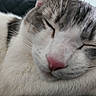 cat, sleeping, close_up, fur, whiskers, pink_nose, relaxed, pet, animal, cute, domestic_cat, face, cozy, resting, indoor, soft, mammal, feline, calm, peaceful