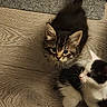 Dora joined the competition — help win amazing prizes! kitten, cat, tabby, black_and_white, floor, wooden_floor, carpet, pet, animal, fur, whiskers, cute, young, domestic, indoor, looking_up, looking_sideways, two_cats, playful, adorable