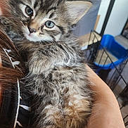 Dora joined the competition — help win amazing prizes! kitten, cat, tabby, blue_eyes, fluffy, pet, animal, indoor, person, arm, holding, furniture, litter_box, hair, close_up, cute, young, domestic, comfort, cozy