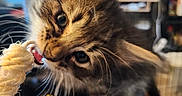 Dora is registered to the contest to win money with this photo: kitten, cat, playful, toy, rope, whiskers, fur, indoor, closeup, curious, pet, animal, cute, feline, young, brown, black, tabby, small, domestic