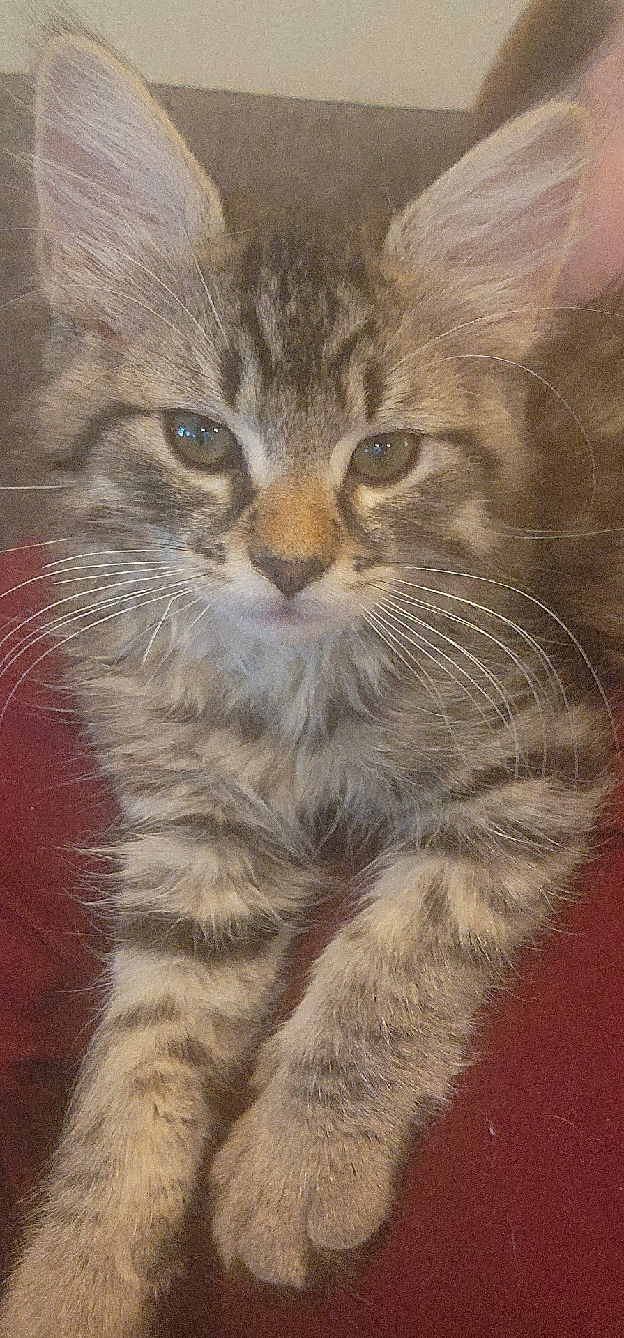 Dora