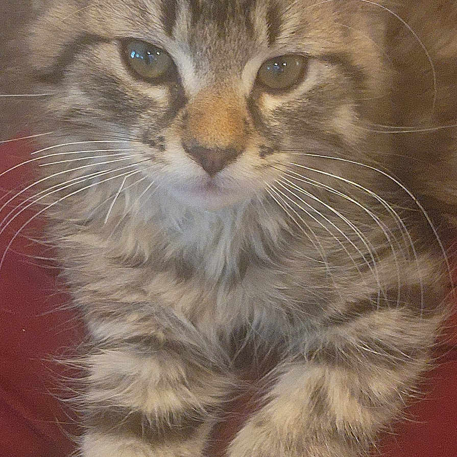 Dora
