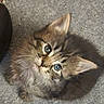 Dora joined the competition — help win amazing prizes! kitten, cat, fur, eyes, cute, pet, animal, indoor, carpet, fluffy, whiskers, small, young, mammal, looking_up, feline, tabby, adorable, closeup, domestic_cat