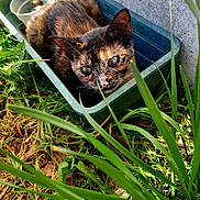 Isis a rejoint le concours — aidez-le/la à gagner de superbes lots ! cat, tortoiseshell_cat, green_container, grass, plants, outdoor, nature, animal, pet, feline, closeup, curious, cozy, hidden, resting, greenery, sunlight, texture, leaf, ground