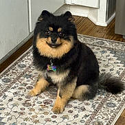 Bear Bear is registered to the contest to win money with this photo: dog, pomeranian, black_and_tan, fluffy, pet, indoor, rug, floor, wooden_floor, corner, kitchen, tag, collar, animal, sitting, looking, cute, companion, domestic, fur