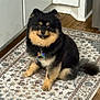 dog, pomeranian, black_and_tan, fluffy, pet, indoor, rug, floor, wooden_floor, corner, kitchen, tag, collar, animal, sitting, looking, cute, companion, domestic, fur
