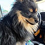 Bear Bear joined the competition — help win amazing prizes! dog, fluffy, black, tan, pet, car_interior, window, bottle, can, curious, side_view, fur, close_up, animal, companion, domestic, seat, travel, road_trip, portrait