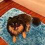 dog, pomeranian, pet, animal, indoor, rug, blue_rug, floor, wooden_floor, fur, fluffy, tail, ears, cute, small_dog, companion, looking_up, domestic, cozy, resting