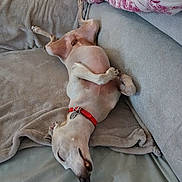 Kikinou participe au concours pour gagner de l'argent avec cette photo : dog, canine, pet, lying_down, couch, blanket, collar, relaxed, sleeping, indoor, fur, paw, nose, mouth, teeth, resting, comfortable, domestic_animal, red_collar, home