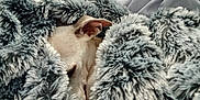 Kikinou a rejoint le concours — aidez-le/la à gagner de superbes lots ! animal, blanket, close_up, comfort, covered, cozy, cute, dog, fur, fur_texture, hidden, indoor, peaceful, pet, relaxation, resting, sleeping, snuggled, soft, warm