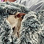 dog, blanket, cozy, snuggled, sleeping, fur, soft, warm, pet, indoor, comfort, relaxation, resting, animal, cute, fur_texture, close_up, hidden, peaceful, covered