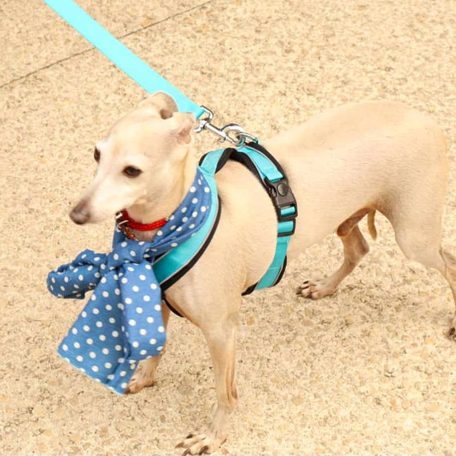 Kikinou a rejoint le concours — aidez-le/la à gagner de superbes lots ! accessory, animal, blue_scarf, canine, collar, cute, dog, harness, leash, light_brown, outdoor, pavement, pet, polka_dot, scarf, short_hair, side_view, small_dog, standing, walking