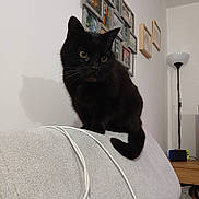 Mimie participe au concours pour gagner de l'argent avec cette photo : cat, black_cat, pet, indoor, sofa, couch, lamp, picture_frames, shadow, tail, whiskers, golden_eyes, charging_cable, living_room, furniture, portrait, cozy, domestic_animal, curious, home_decor