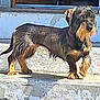 alert, animal, black, brown, canine, curious, dachshund, dog, door, fur, long_body, outdoor, pet, shadow, side_view, small_dog, standing, step, sunlight, whiskers