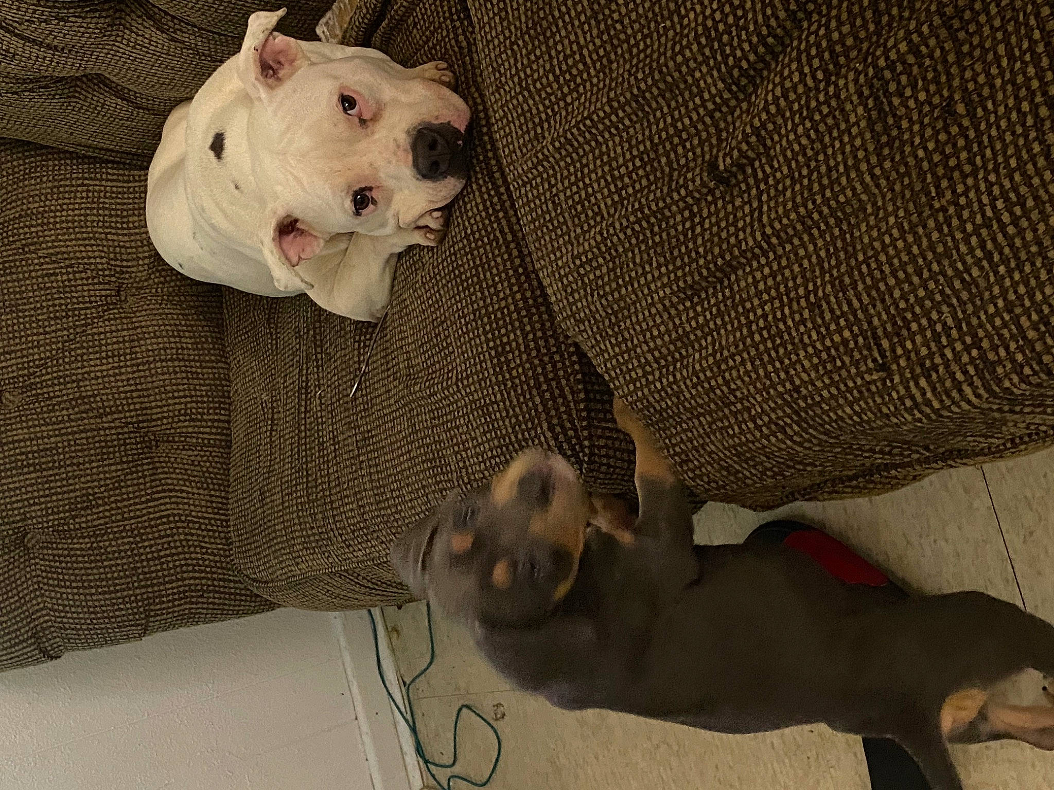 Daisy Mae is registered to the contest to win money with this photo: canidae, carnivore, comfort, companion_dog, dog, dog_breed, fawn, felidae, fur, grey, linens, pattern, paw, room, small_to_medium_sized_cats, snout, sporting_group, tail, toy_dog, whiskers