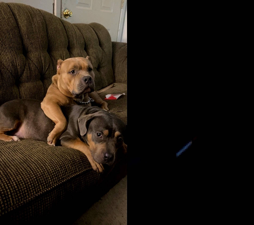 Daisy Mae is registered to the contest to win money with this photo: carnivore, club_chair, collar, comfort, companion_dog, couch, darkness, dog, dog_breed, dog_collar, dog_supply, fawn, guard_dog, pet_supply, retriever, snout, sofa_bed, sporting_group, toy_dog, working_animal