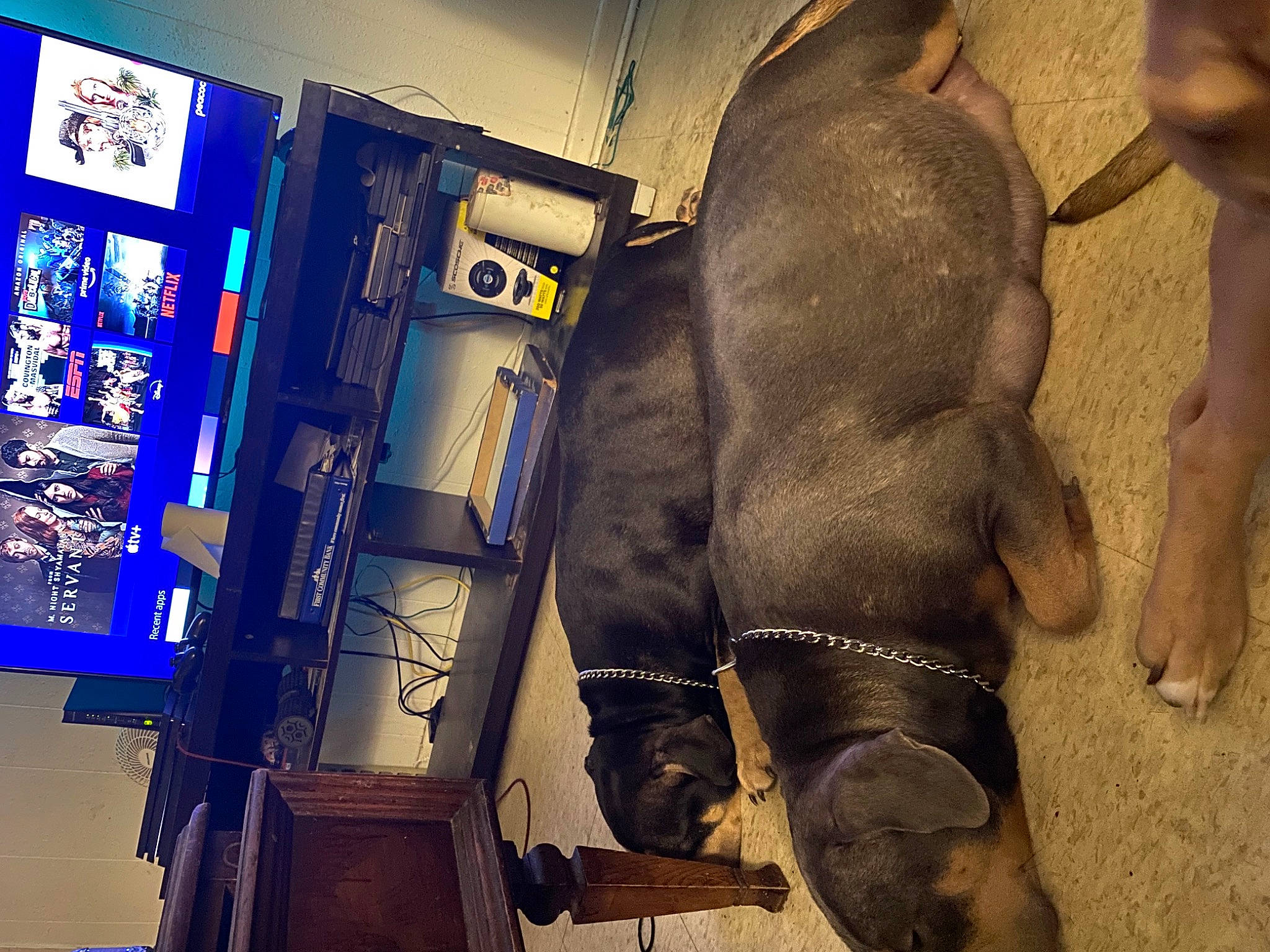 Daisy Mae is registered to the contest to win money with this photo: bridle, display_device, elephant, elephants_and_mammoths, event, horse_supplies, horse_tack, human_leg, indian_elephant, livestock, machine, metal, pack_animal, rein, saddle, snout, stallion, terrestrial_animal, visual_arts, working_animal