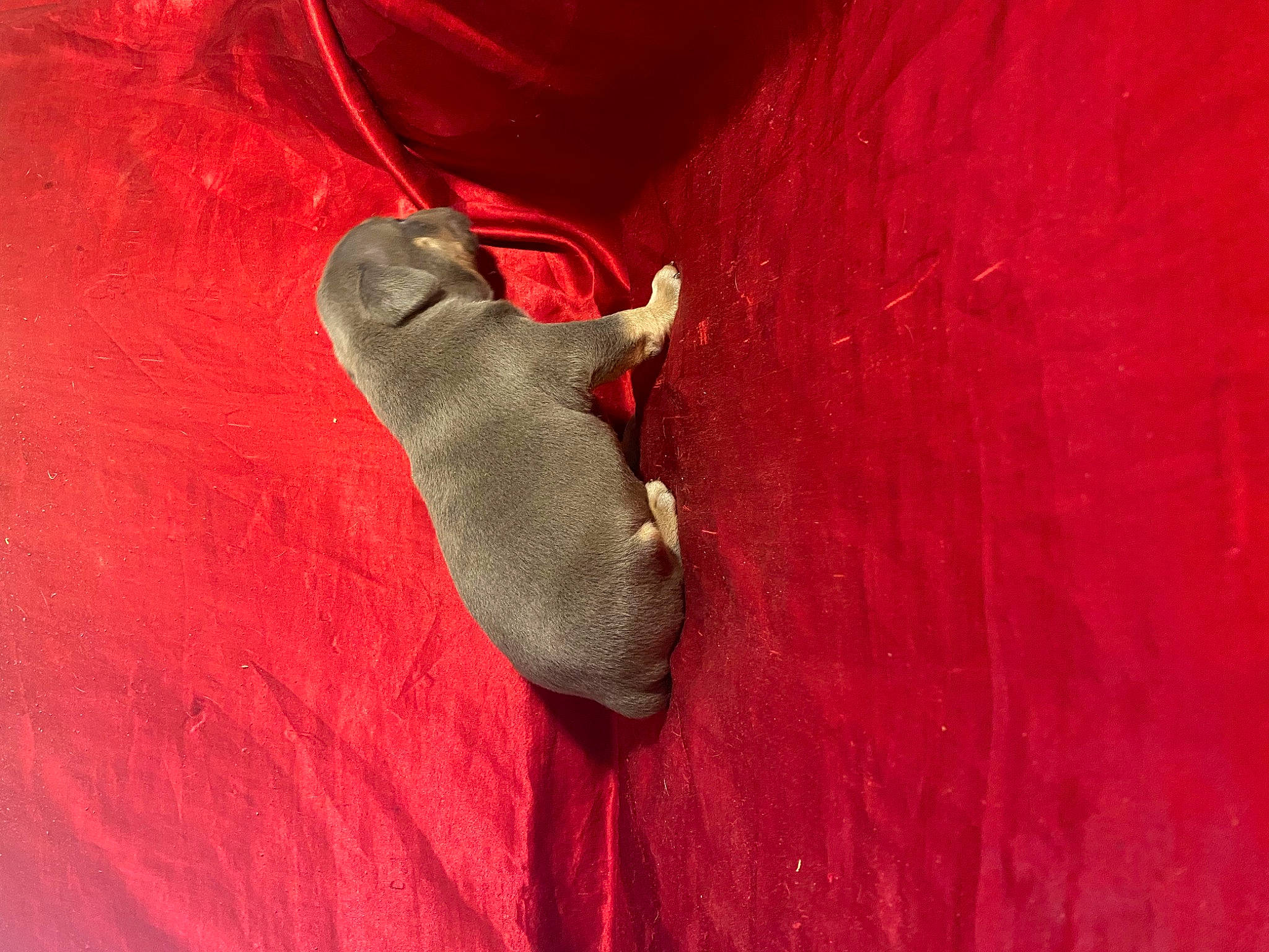 Kratos joined the competition — help win amazing prizes! carmine, close_up, coquelicot, fashion_accessory, hardwood, insect, magenta, metal, pattern, snout, wood