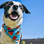 Marko participe au concours pour gagner de l'argent avec cette photo : dog, bandana, blue_sky, outdoor, happy, pet, animal, closeup, black_and_white, watermelon_pattern, tongue_out, summer, cute, friendly, canine, portrait, daylight, playful, fur, ears