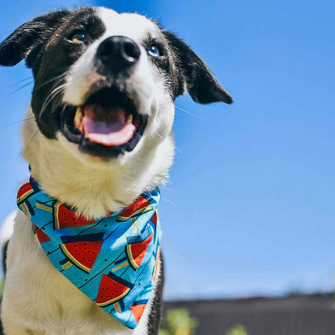 Marko